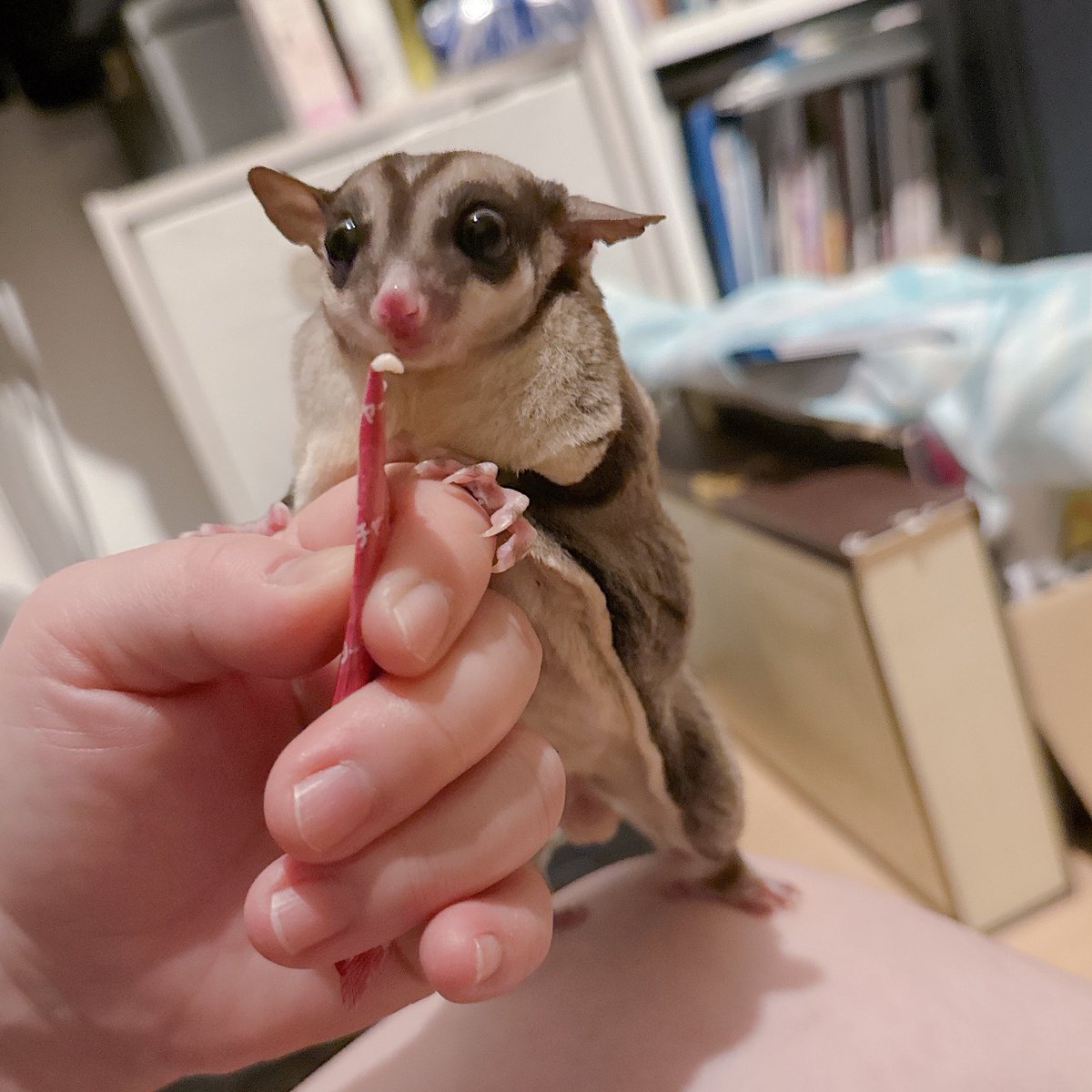 tzr_ymj's tweet photo. バブい https://t.co/P3uLeXx6Ey