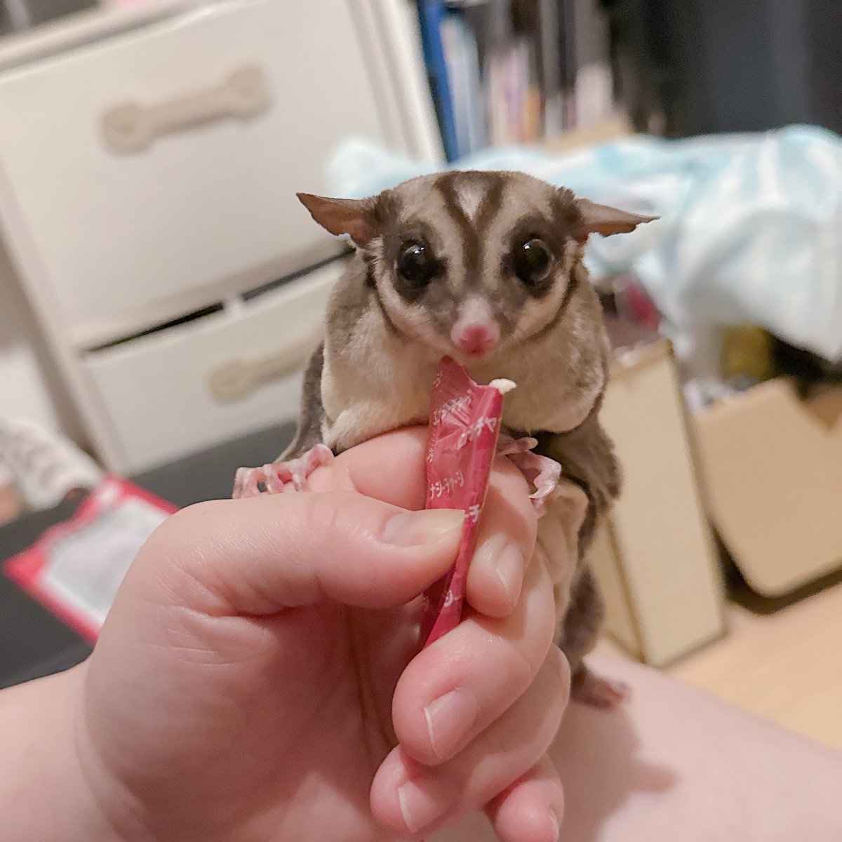 tzr_ymj's tweet photo. バブい https://t.co/P3uLeXx6Ey