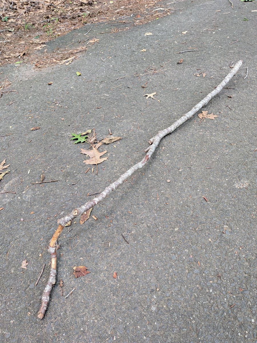 reeetums's tweet photo. One of the greatest gifts from nature is a perfect walking stick.

Don't let its simplicity fool you. This one is perfection! https://t.co/NU7Cg68TDp