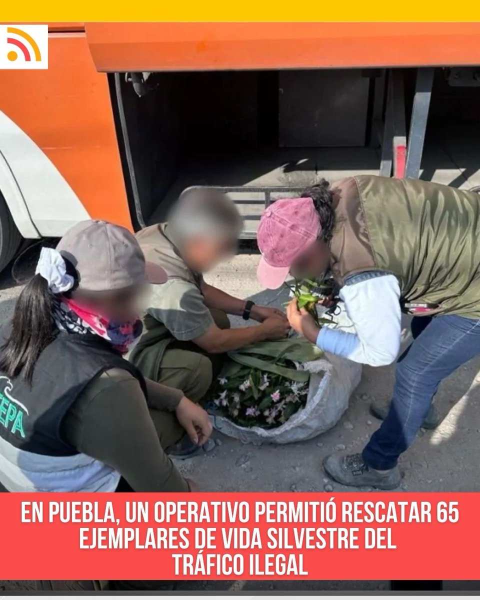 DiarioCapital_'s tweet photo. 🦜 Profepa aseguró 65 ejemplares de vida silvestre en un operativo realizado en Puebla para combatir el tráfico ilegal de especies.
https://t.co/s7x9HdHKSw https://t.co/OQWoqJu532