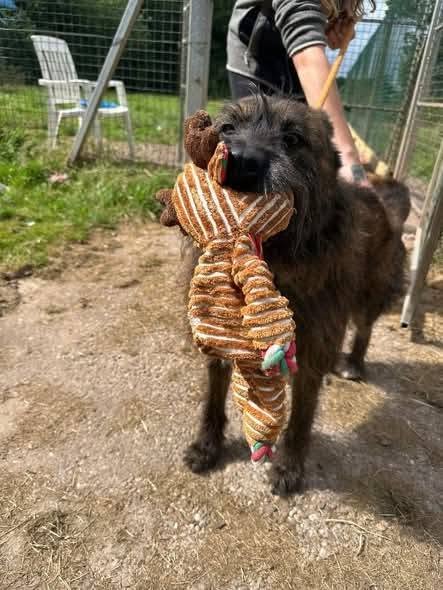 Pawprints2F's tweet photo. Cheshire Kennels

Our wonderful Arun is going to be 12 soon. We are worried he will never find a home.

We know he needs one of those extra special homes, a pet and child free home that is patient and gentle, but he really needs and deserves this.

https://t.co/UKATK6O6W4 https://t.co/MThGRQZkZJ