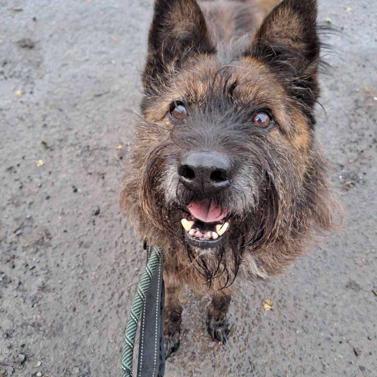 Pawprints2F's tweet photo. Cheshire Kennels

Our wonderful Arun is going to be 12 soon. We are worried he will never find a home.

We know he needs one of those extra special homes, a pet and child free home that is patient and gentle, but he really needs and deserves this.

https://t.co/UKATK6O6W4 https://t.co/MThGRQZkZJ