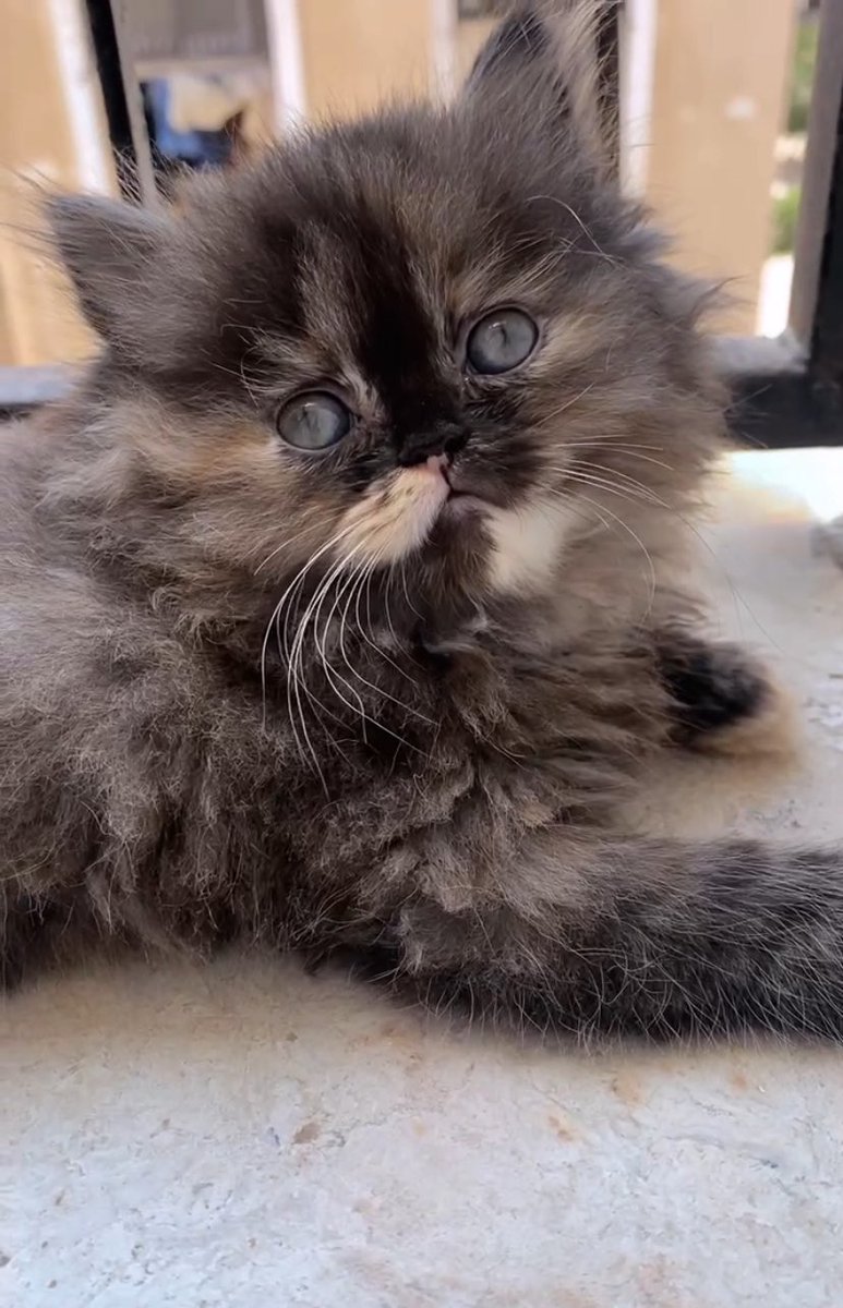 MeowSukkar's tweet photo. seeing Lail change from a playful kitten to this exhausted soul breaks my heart. she trusts me completely, and i won't let her down. please help me keep my cats fed and safe.🤍

https://t.co/Dzz0iz8GO7 https://t.co/2p08YQYZp1