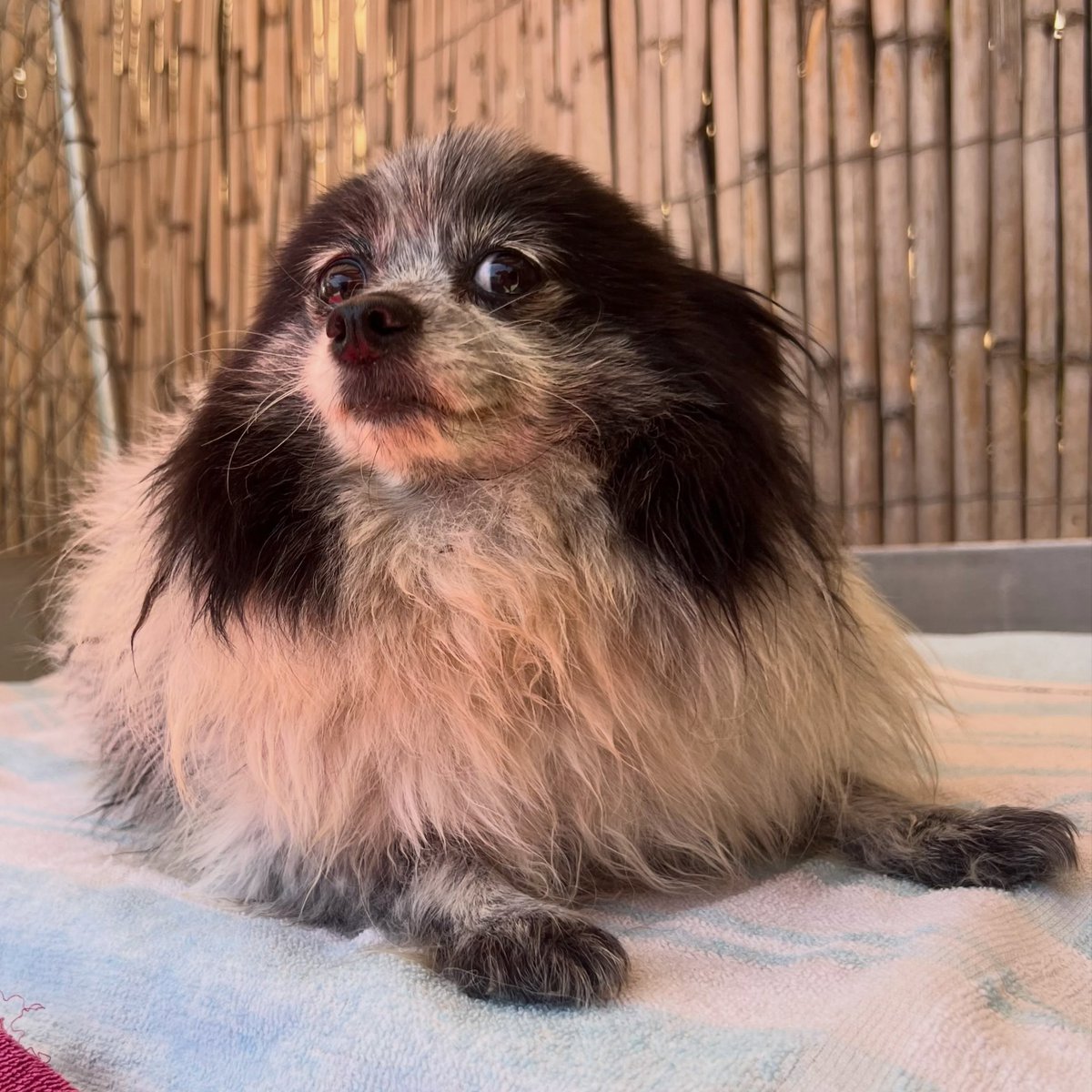 SosAbuelos1's tweet photo. #MÁLAGA 
#LEILA tiene solo 7 años. Los ha pasado en un criadero... 

Es dulce, cariñosa y muy apegada al humano.

Necesita un hogar donde sea cuidada, querida y miren por ella.

WhatsApp: 681 286 742 (gestiones/voluntariado) // 640 699 137 (adopciones) // upra.malaga@gmail.com https://t.co/2zj00G7v3T