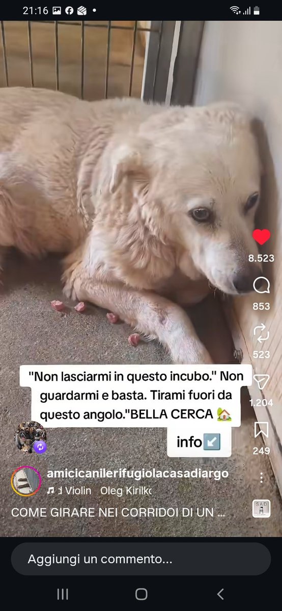 metaanto's tweet photo. Lei è BELLA. SALVIAMOLA https://t.co/525fEOtnb4
