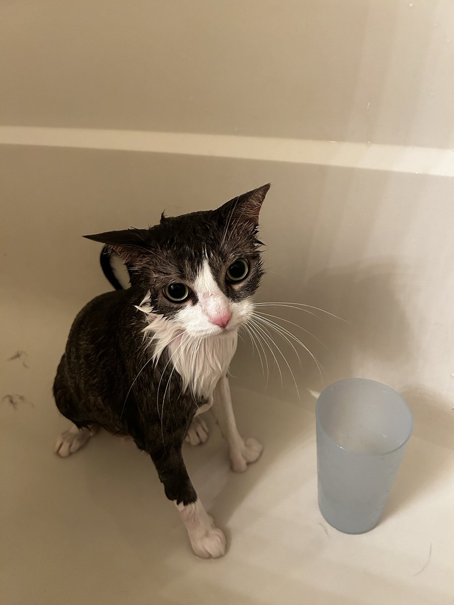 sanktsobachka's tweet photo. noah my cat (junebug) and i have our fingers crossed for two tickets for aug 21. we're gonna be sad in oracle park or we're gonna be sad at home @NoahKahan https://t.co/JH3rNPpa1w