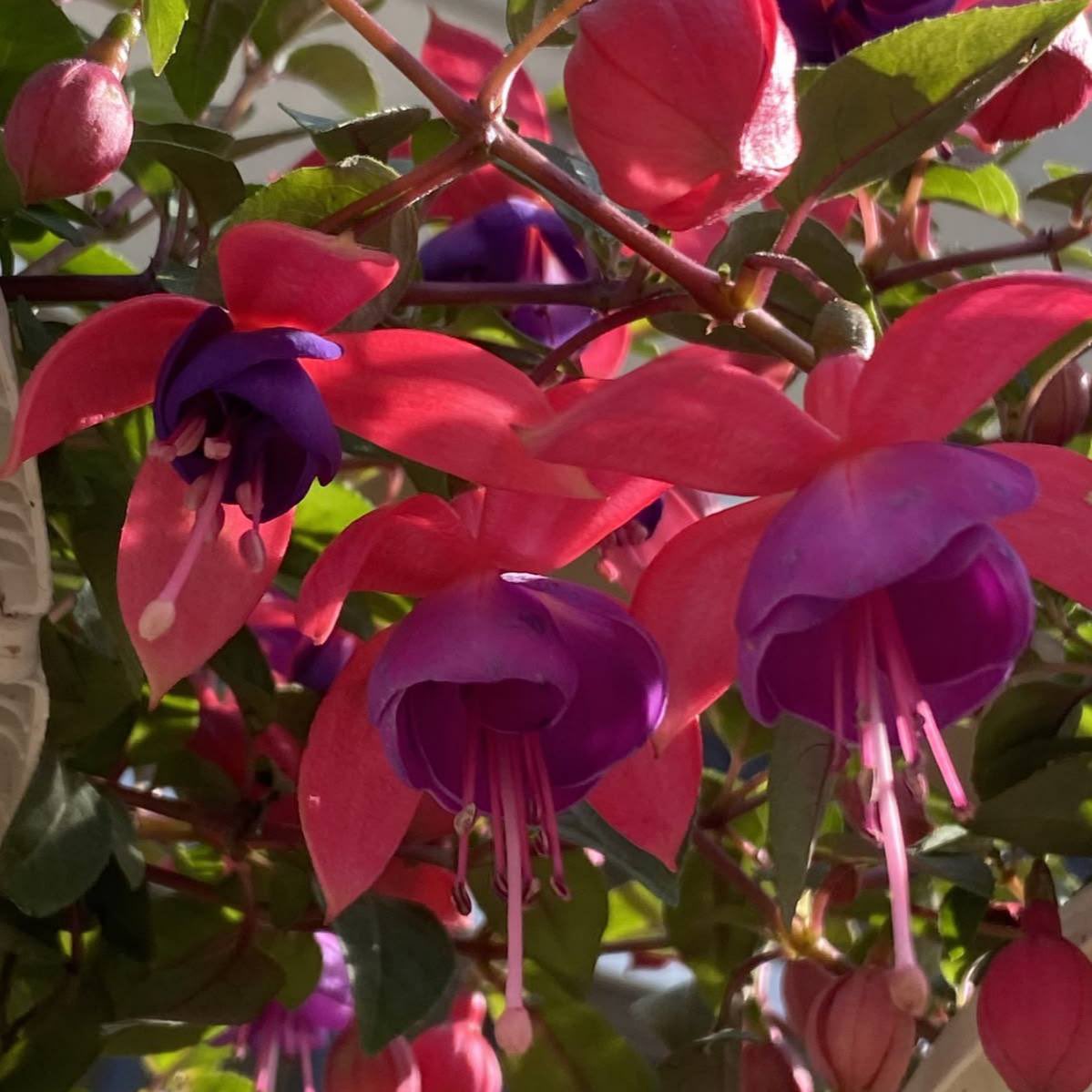 torochiiii's tweet photo. Jabber's eyes remind me of fuchsia flowers, while Zanka's eyes remind me of blue hydrangeas https://t.co/RnftYCN3DD