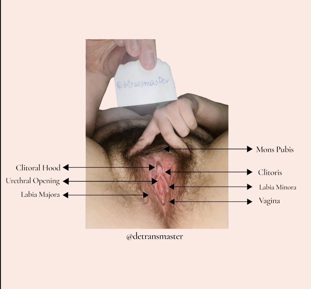 detransmaster's tweet photo. 🎀 Welcome, ftmtf fakeboy. This IS NOT your average Detrans account:

⋆ EXTREME Detrans Sessions
⋆ Public exposure
⋆ Misgender
⋆ &amp; much more! 🫧

💌 DMs OPEN!~ https://t.co/yg5ihEVTwL
