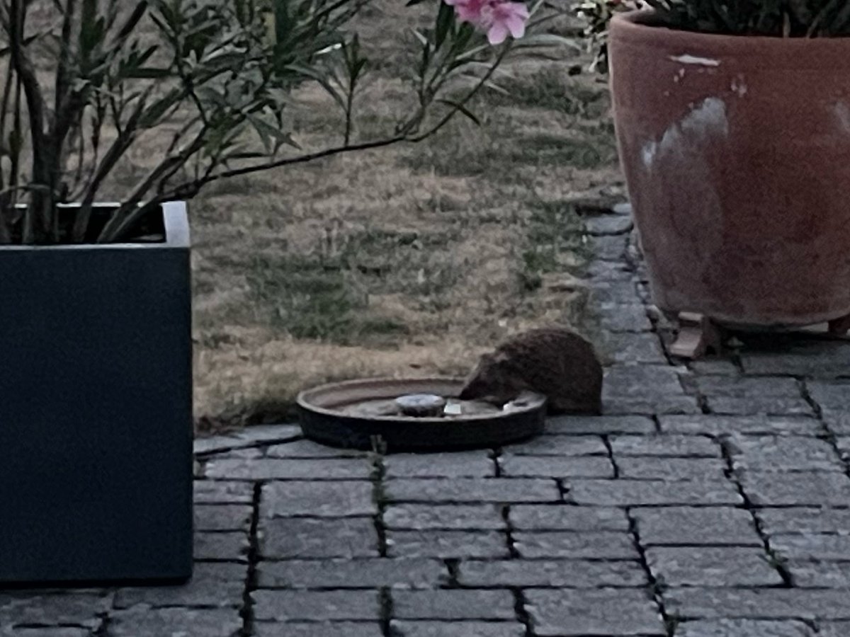 FrauCausM's tweet photo. 🦔🥰 Flausch mit Stacheln, seeehr durstig… https://t.co/tqFbV3W4M9