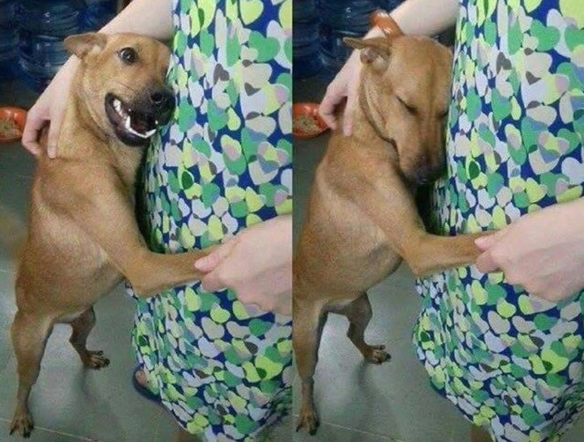 BichinhosFB's tweet photo. A gratidão de quem foi adotado e agora tem uma família e uma casa pra morar https://t.co/jxPb9SYJpX