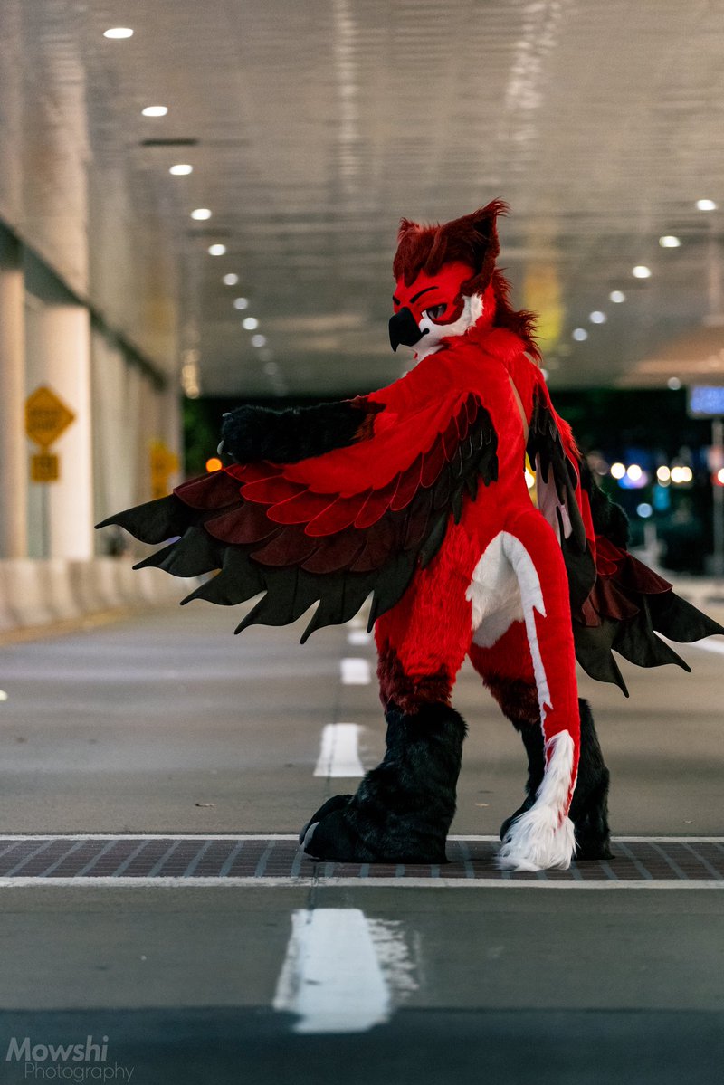 MaruGryph's tweet photo. Gryph of the night this #fursuitfriday

📸: @MowshiBoi https://t.co/ECWFwdEeZy