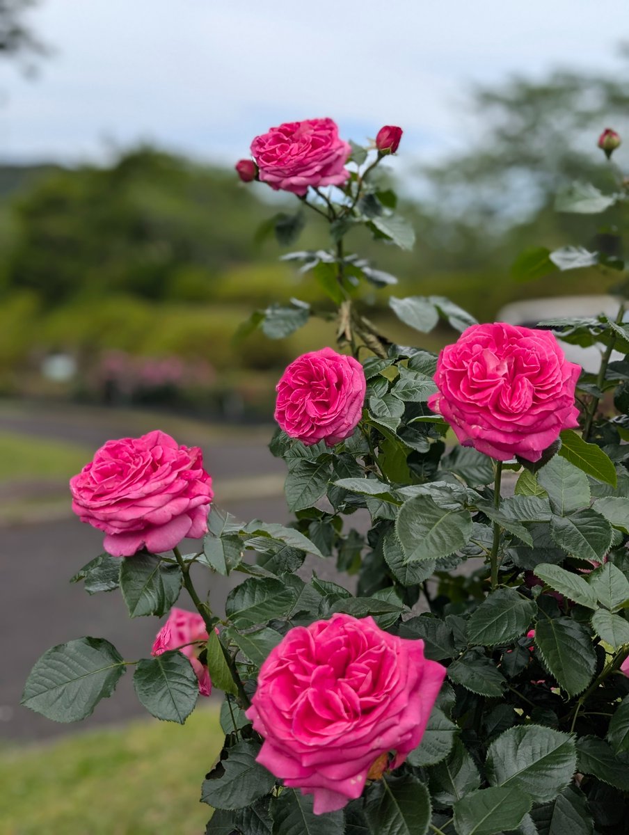kanmachi11's tweet photo. 🌸
薔薇（フランス）
アドーア ロマンティカ
🌺
目の覚めるような
鮮やかなローズピンクの
色合いが目を引く大輪花。
💮
ティーとダマスクが
溶け合う柔らかな香りが
そっと空気を満たし
穏やかな気持ちで
シャッターを切りました。
🌸
2026.　春
鹿児島市錦江湾公園 https://t.co/V1uH4SLIOp