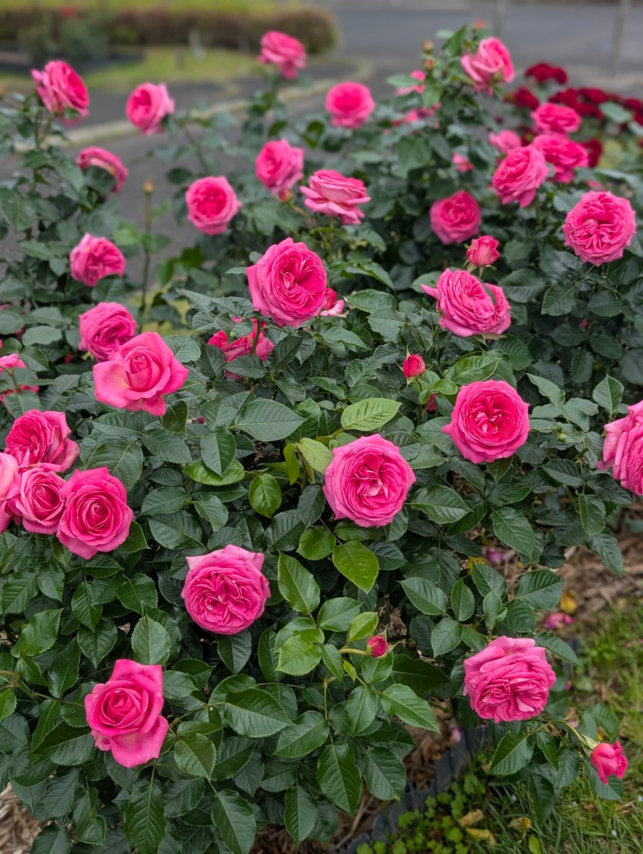 kanmachi11's tweet photo. 🌸
薔薇（フランス）
アドーア ロマンティカ
🌺
目の覚めるような
鮮やかなローズピンクの
色合いが目を引く大輪花。
💮
ティーとダマスクが
溶け合う柔らかな香りが
そっと空気を満たし
穏やかな気持ちで
シャッターを切りました。
🌸
2026.　春
鹿児島市錦江湾公園 https://t.co/V1uH4SLIOp