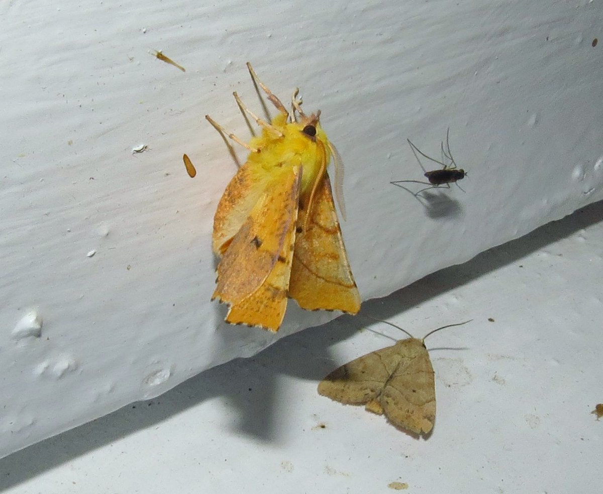angegarrod's tweet photo. All new for year
Broad Bordered Yellow Underwing
Canary Shouldered Thorn
Copper Underwing species.
Narrow Winged Pug
#leps #moths #mothsmatter #teammoth #insects #springwatch https://t.co/z88JOxvkBh
