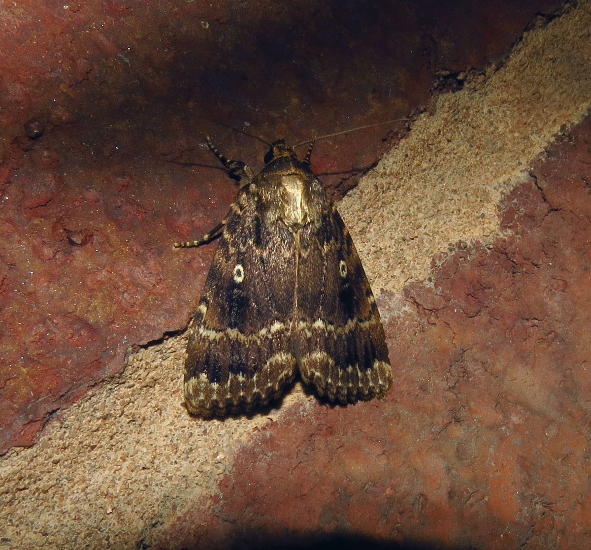 angegarrod's tweet photo. All new for year
Broad Bordered Yellow Underwing
Canary Shouldered Thorn
Copper Underwing species.
Narrow Winged Pug
#leps #moths #mothsmatter #teammoth #insects #springwatch https://t.co/z88JOxvkBh