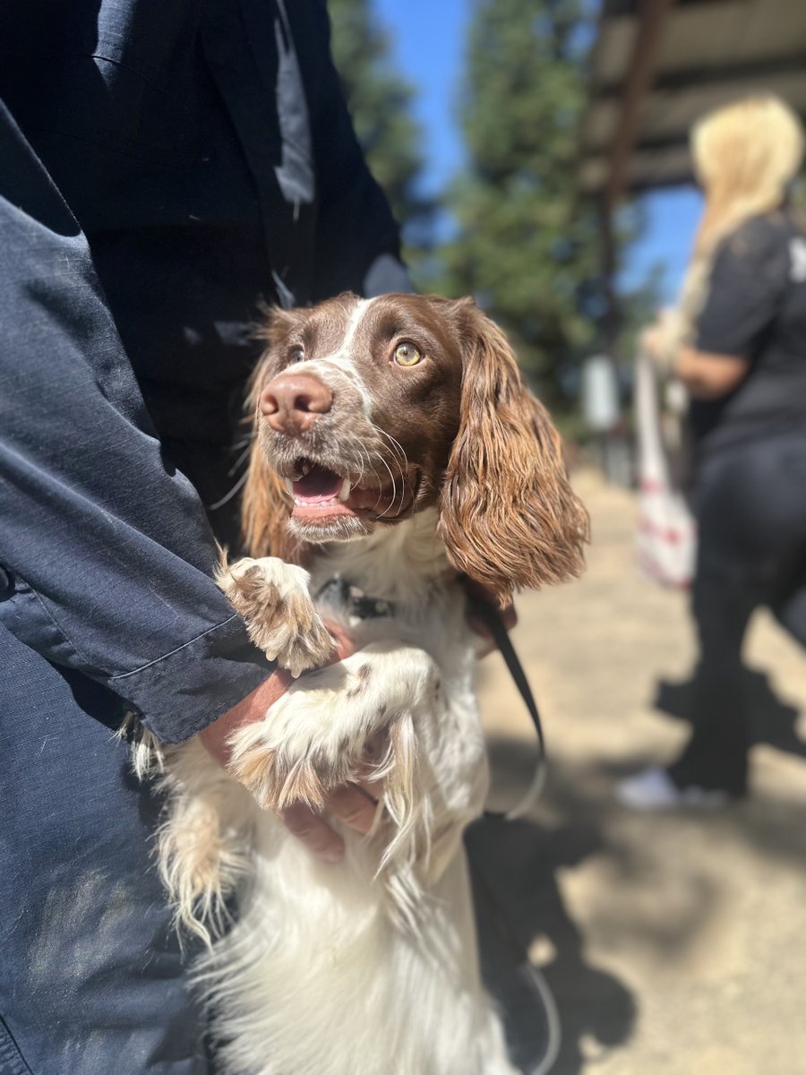 chp_capitol's tweet photo. Today, Officer Nick Layton (#19468) and his K-9 partner Lincoln graduated from the California Highway Patrol’s Canine Training Class I-2026 after successfully completing an intensive 11-week training program from April 27 through July 10, 2026. https://t.co/XkXOjyDY4y