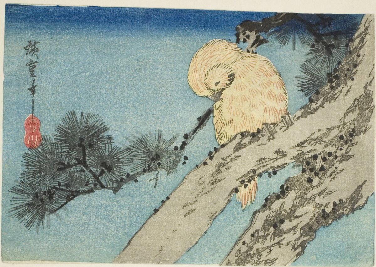 JapanTraCul's tweet photo. Owl on pine branch, by Utagawa Hiroshige, 1830s https://t.co/h0bQXRjGQK