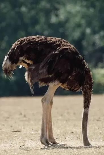 _Ezza_'s tweet photo. @Vara_Dark classic Ostrich mentality. https://t.co/iQzeYMLoe6