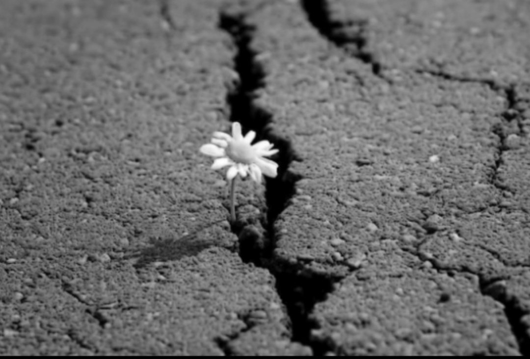 sadeeghii's tweet photo. آمدیم شگفته شویم ، شکافته شدیم... https://t.co/LXTLVNXw82