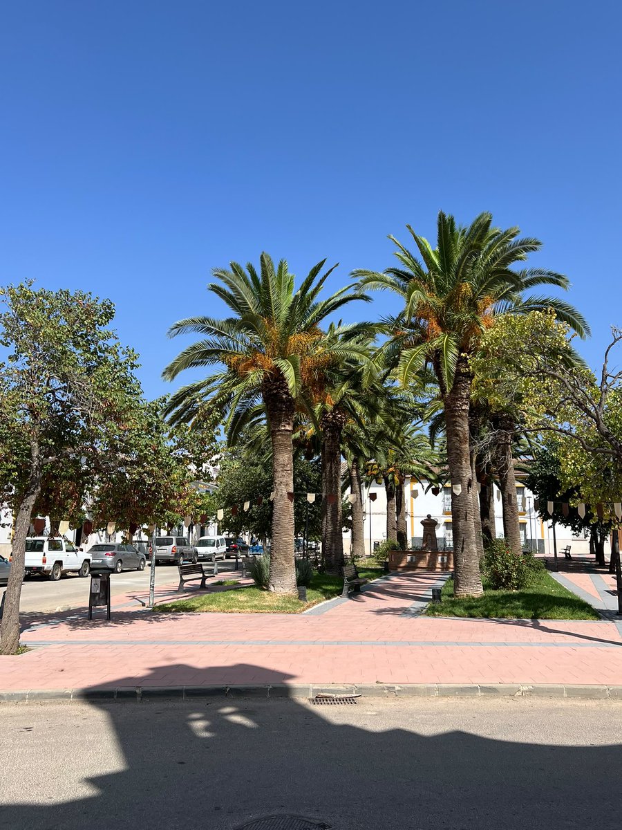 lajarapasion's tweet photo. 🌾 | Martín de la Jara se viste de marrón y blanco para celebrar su Romería.

La AP del Carmen ha engalado en estos días la C/Las Cruces y la Pl/Andalucía para la salida de su Titular a la Laguna de este sábado 11 de julio.

#LaJaraGlorias26 #MartíndelaJara #CarmendeLaJara🤎🤍 https://t.co/DqsNCrYuGp