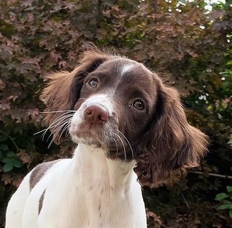 neil_brookman's tweet photo. This little bundle of fun is 8yrs old today ! after an underwhelming start to life as a working gundog Erin is now a hard hunting, pocket rocket who gives her all in her training and working life, she’s had her share of injuries but she’s overcome them all, very proud of her 🥰 https://t.co/diIREATlhA