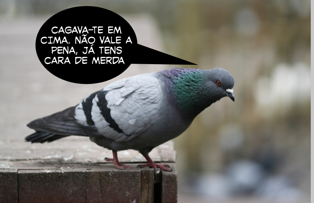 JucaraAlerta's tweet photo. @miguel_bbarbosa @ajcosta1953 https://t.co/JLQyHHT5O9