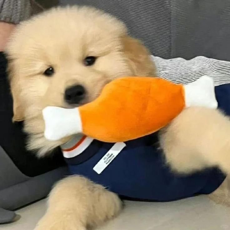 theDoggLovers's tweet photo. Playing with toys🥰 https://t.co/3PhhImdKTd