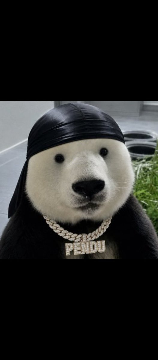 Delarexjuniorrr's tweet photo. @Manicdyor Heard about $pendu https://t.co/YOmlYrCeRC