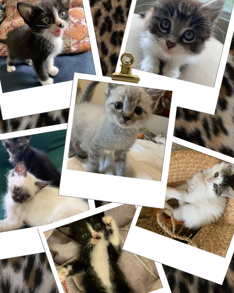 ManchacaVet's tweet photo. Happy National Kitten Day!

Fun fact: Our very own Dr. Lubitz actively partners with Austin Pets Alive! to foster high-risk neonatal kittens, giving some of the tiniest and most vulnerable lives a chance to grow strong.

She is also a passionate feline advocate, championing... https://t.co/6B78zE5UiN
