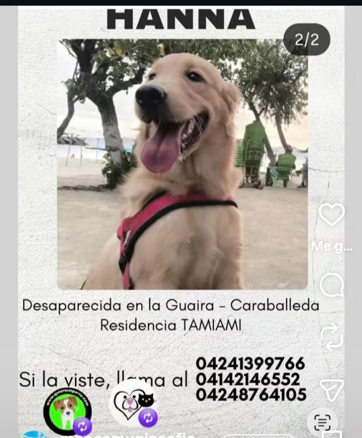 apoyocanino's tweet photo. Hemos estado publicando animales extraviados. Para que entre todos podamos tener cientos de ojos alerta

Es importante https://t.co/w6bXKqoJ42