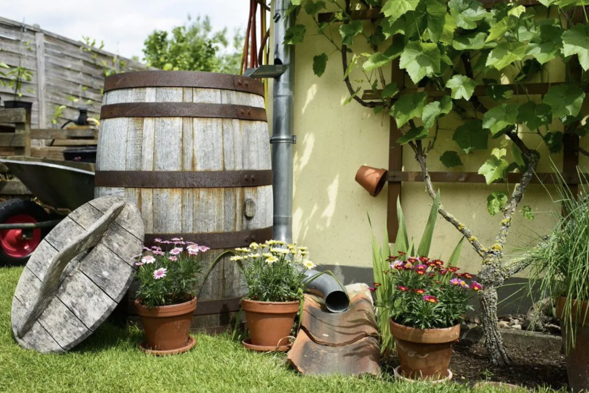 GrowWithKG's tweet photo. Many regions of the UK are in a hosepipe ban. Will this affect your plot? Have you managed to save enough water over the wetter months?

#kitchengarden #growing #growyourown #gardening #plot #allotment #growyourownfood #allotmentsuk #homegrown #gardenlove #gardeninspiration https://t.co/YfyczvM4HF