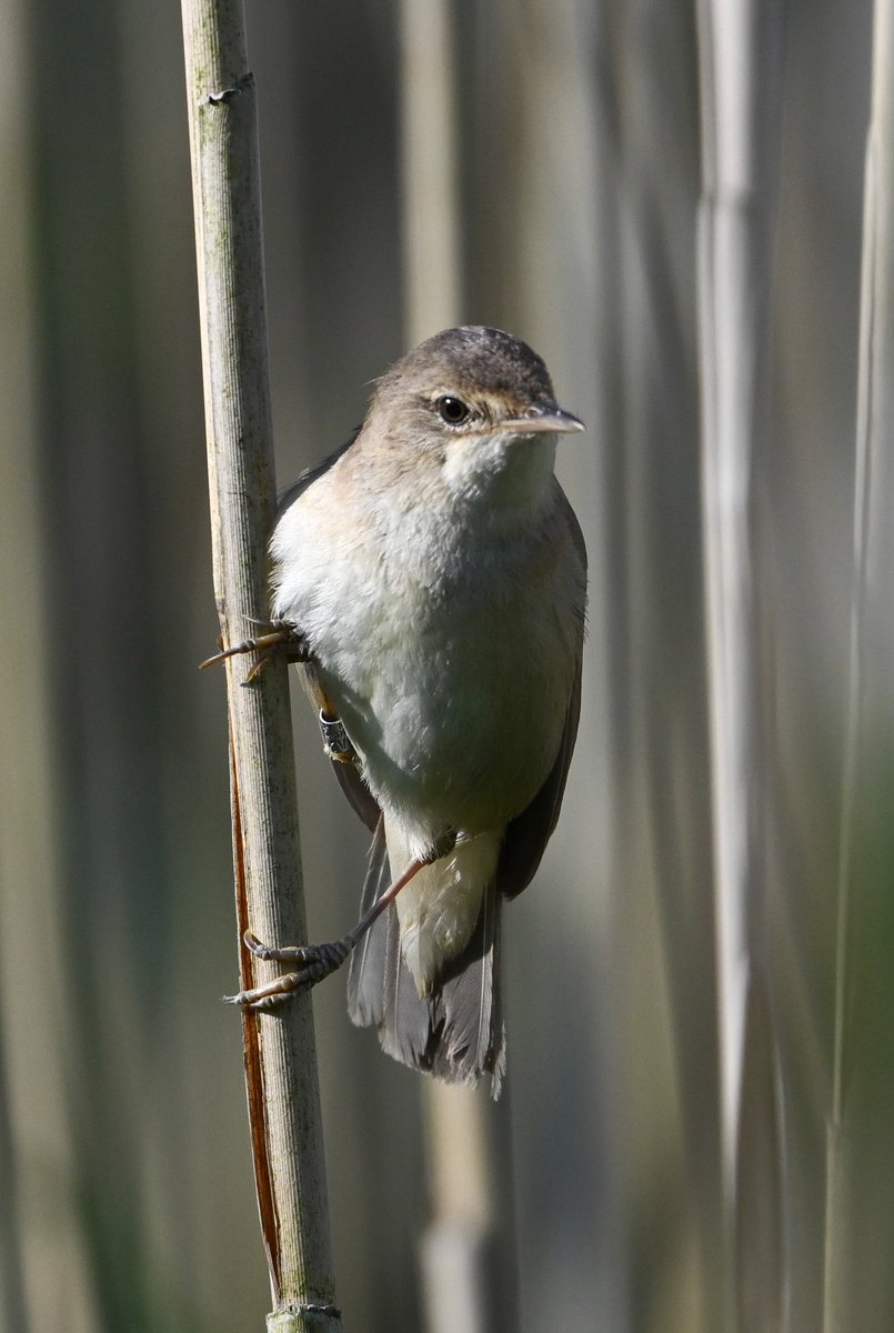 Baztheboat's tweet photo. A few warblers while waiting for the marsh harrier to appear (anticlimax🙄). #blackcap #sedge #reed #stanfordreservoir https://t.co/U3R6dx29Bu