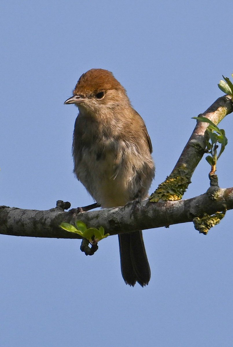 Baztheboat's tweet photo. A few warblers while waiting for the marsh harrier to appear (anticlimax🙄). #blackcap #sedge #reed #stanfordreservoir https://t.co/U3R6dx29Bu