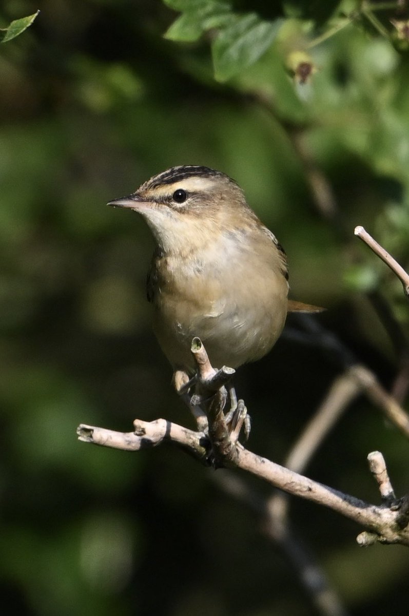 Baztheboat's tweet photo. A few warblers while waiting for the marsh harrier to appear (anticlimax🙄). #blackcap #sedge #reed #stanfordreservoir https://t.co/U3R6dx29Bu