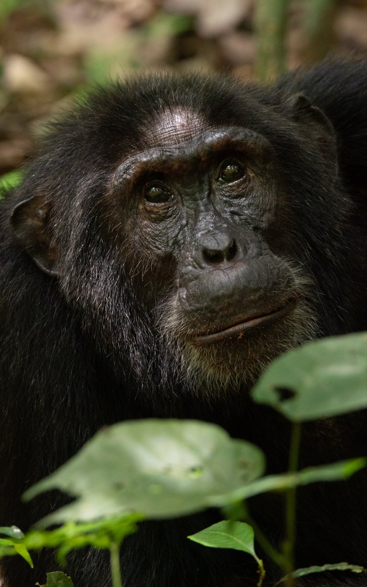 Annamurungi's tweet photo. Be part of the chimpanzee habituation experience for an extended period with the chimps as researchers and rangers gradually accustom them to human presence.
#chimpanzeetrekking #exploreuganda #greatapes #discoveryjourneys #kibaleforest https://t.co/QQET9AkwVU