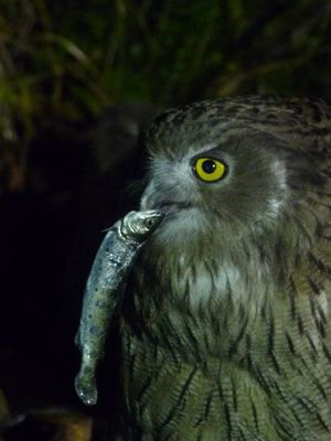 owl therapist/wet owl❤🦉 tweet media