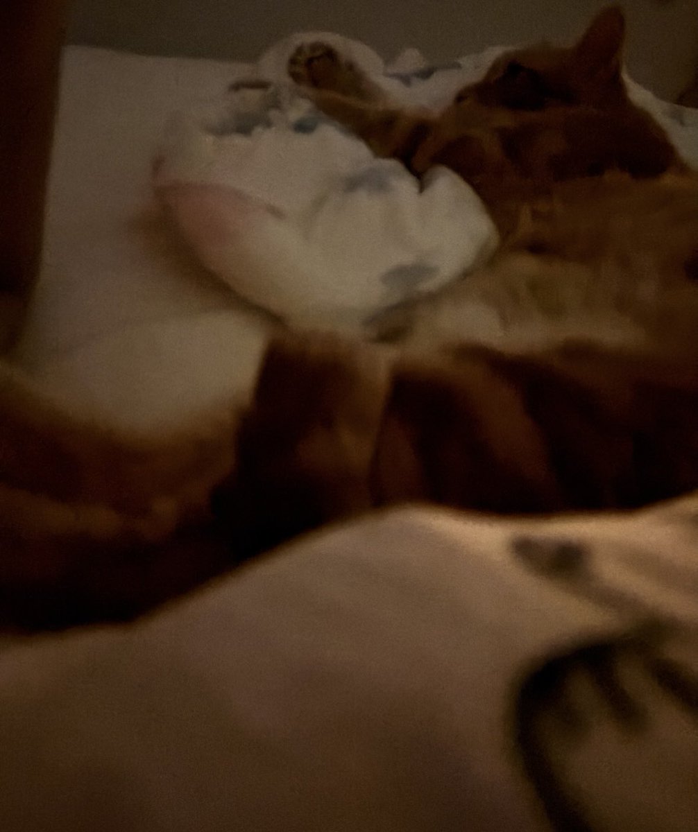 half_me823's tweet photo. うちの猫の寝相見て。腕枕からぐるぐる回って腕に足乗っけて寝とる。いや、足でグイグイ押してくる…
それにしても湿度が高くて寝れん。エアコンやエアコン。ドライやドライ。 https://t.co/uqFq4Yty4i