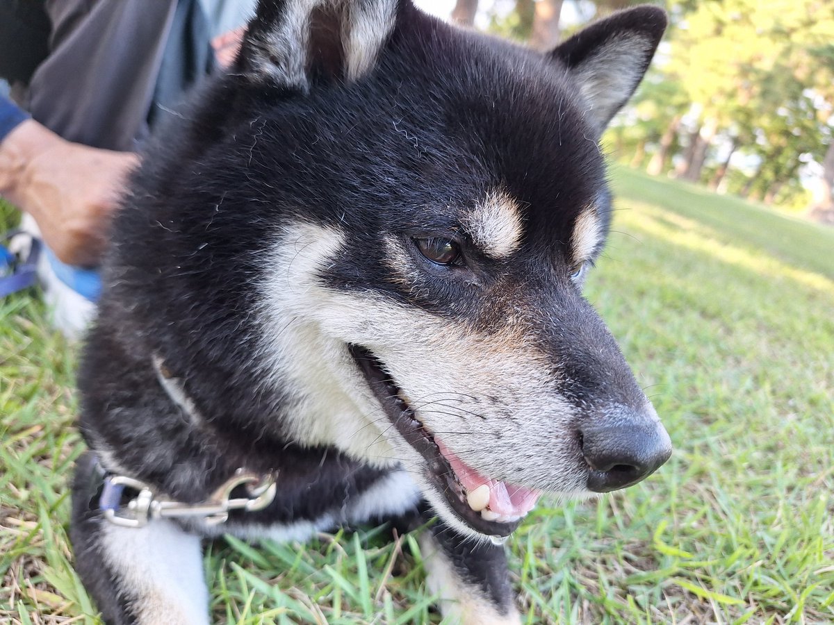 1129_izumi's tweet photo. ふくちゃんお散歩日記

昨日のお散歩です🐾いつも病院への往復で２つの公園でお散歩するのですが、すぐに「降ろして❗️」と騒ぎ出すふく。仕方なく途中の農道でプチ散歩。33℃の日でしたが用水路の水音が涼しげでした。いつもの公園では小次郎ちゃんと会えました。
#秘密結社老犬倶楽部
#老犬アルバム https://t.co/CFPA98u2jE