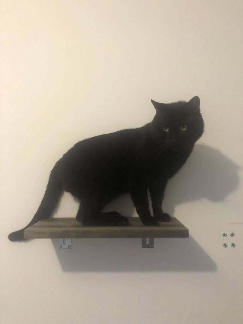 vigipets's tweet photo. 🟠 🐱 Chat perdu le 09/07/2026 à Carbon-Blanc (33560).
Race : Européen / Âge : 7 an(s)
Loki / Mâle / Identifié(e) : Oui

☎️ 0607622326
📧 max.droulez@gmail.com

#chatperdu #chattrouve #chat #perdu #trouve https://t.co/UlhLctsakR