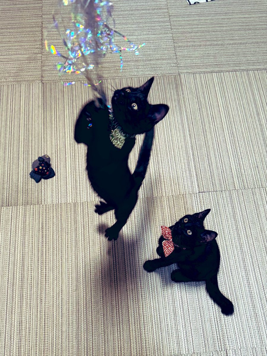 aquaria2go's tweet photo. 暑くなってきました。
熱中症には注意しませんとね

#黒猫くろちゃ日記📔 https://t.co/o79T9Hy25N