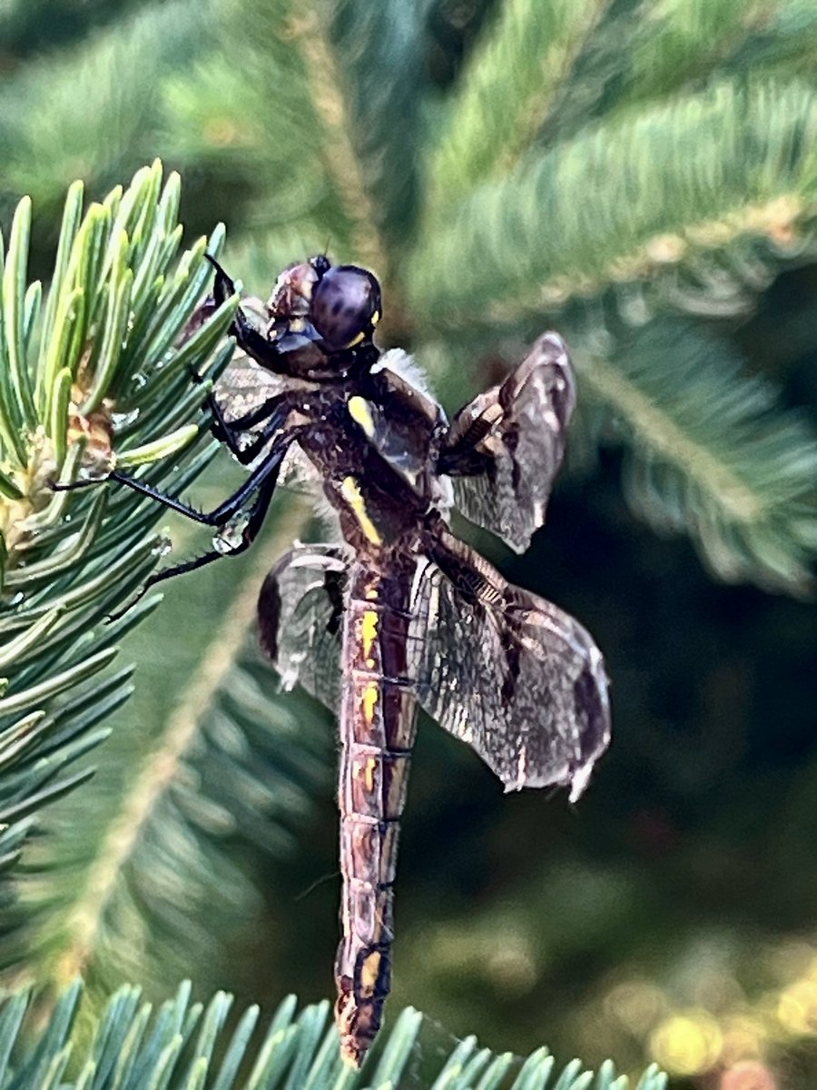 DerekHaShalom's tweet photo. Why Dragonflies Are Even More Magical Than You Think https://t.co/HL18UUB61H via @YouTube https://t.co/qQMe46a7ny