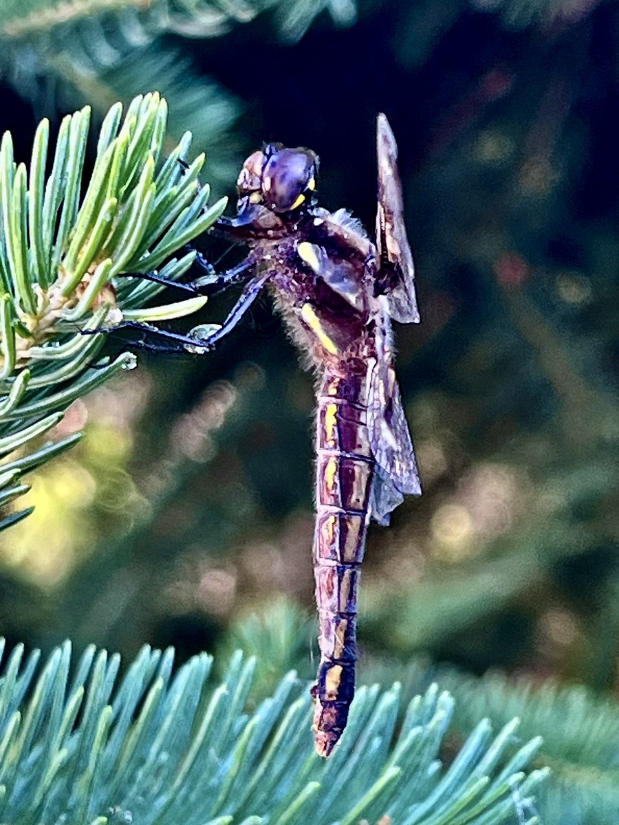 DerekHaShalom's tweet photo. Why Dragonflies Are Even More Magical Than You Think https://t.co/HL18UUB61H via @YouTube https://t.co/qQMe46a7ny