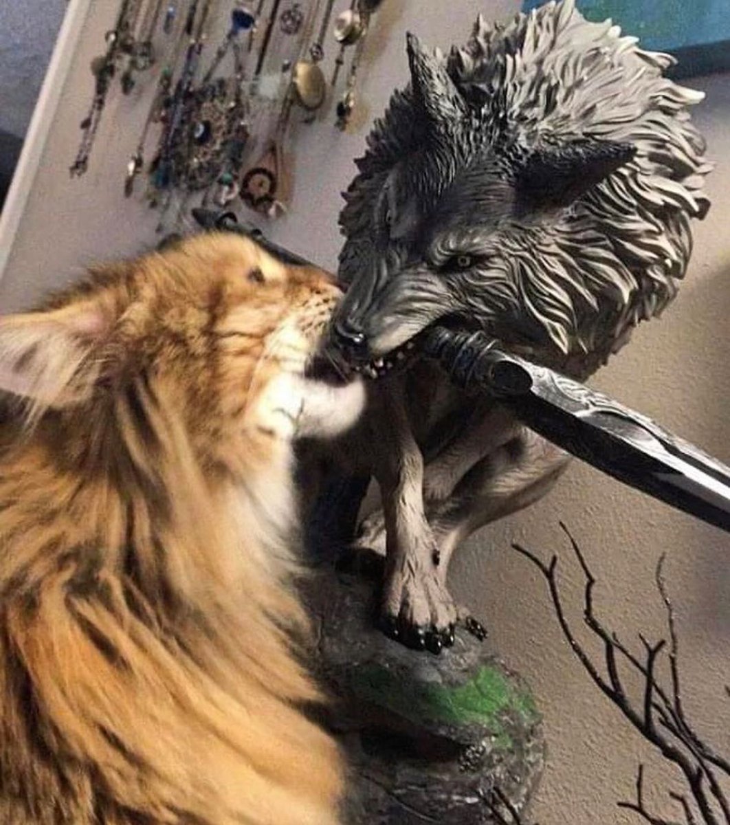 PunchingCat's tweet photo. https://t.co/SMCEUlTjnV