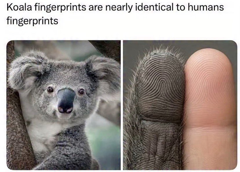 beemuhamma's tweet photo. Imagine committing a crime and planting koala fingerprints at the scene to throw everyone off. 💀 https://t.co/VFflqNPe7h