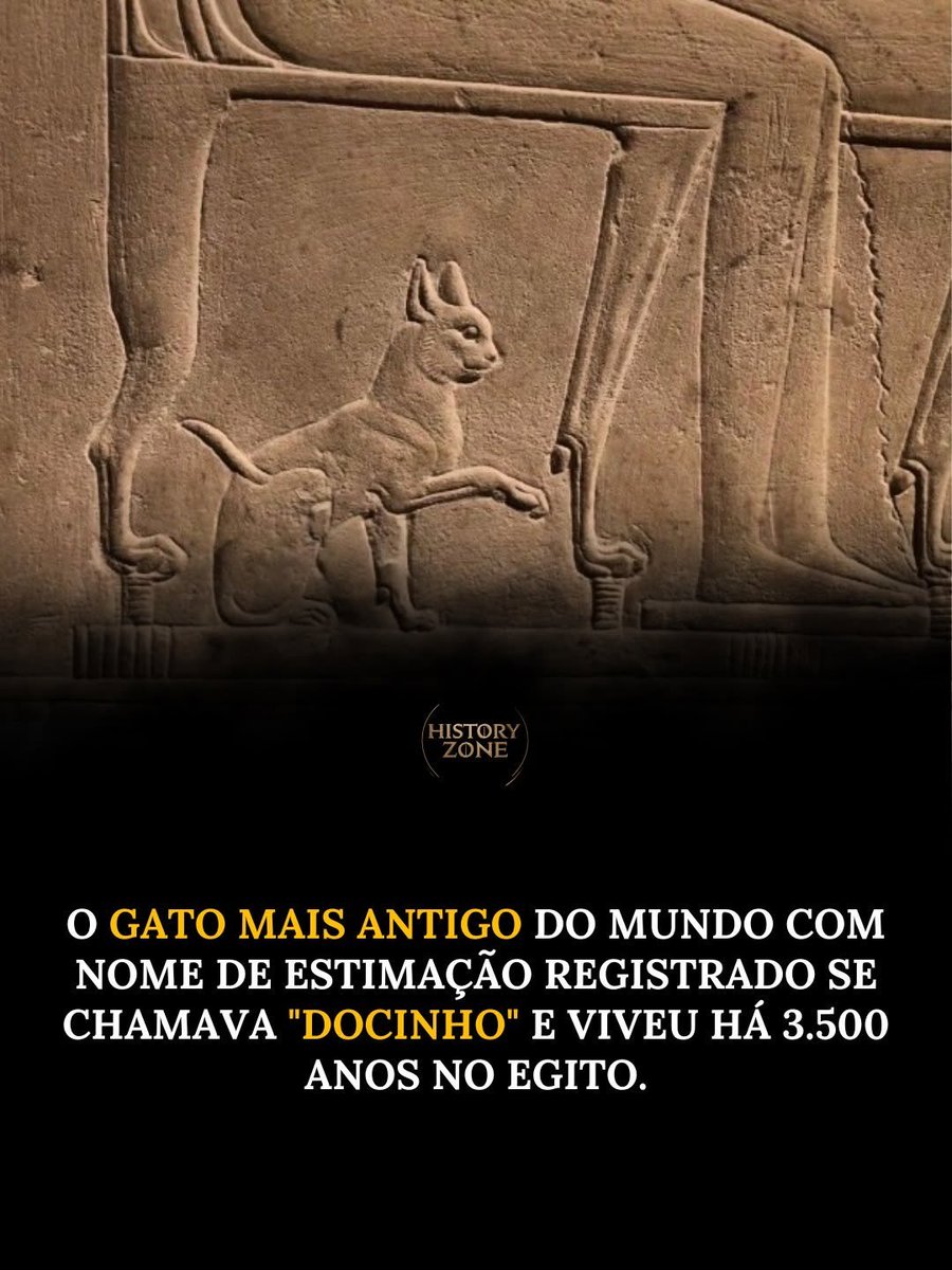 sapodepapo's tweet photo. onde estão os fãs de gatos? https://t.co/Rz3XQpYJEg