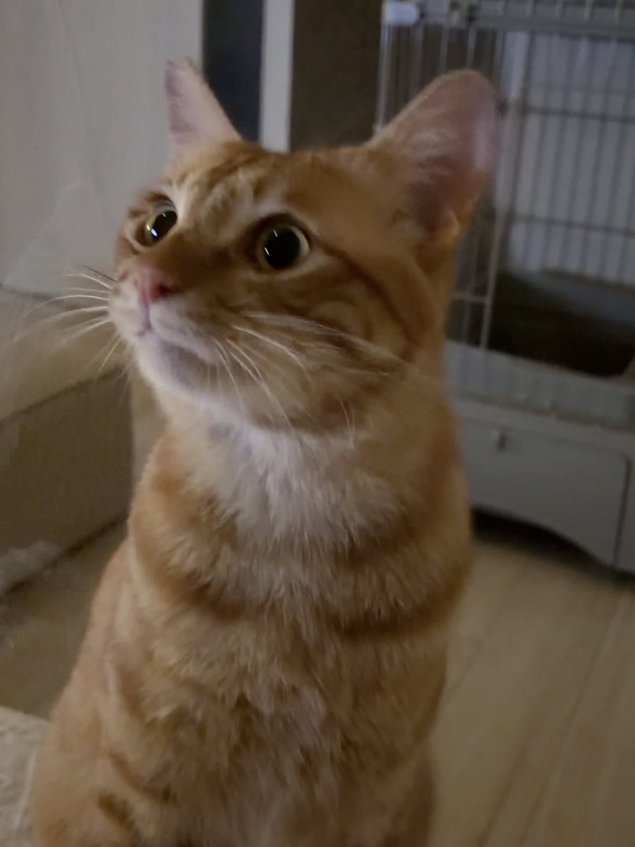 Azudoora's tweet photo. アズたん表情豊か過ぎ😂

#茶トラ猫 #猫のいる暮らし https://t.co/AuR5SoBcvK