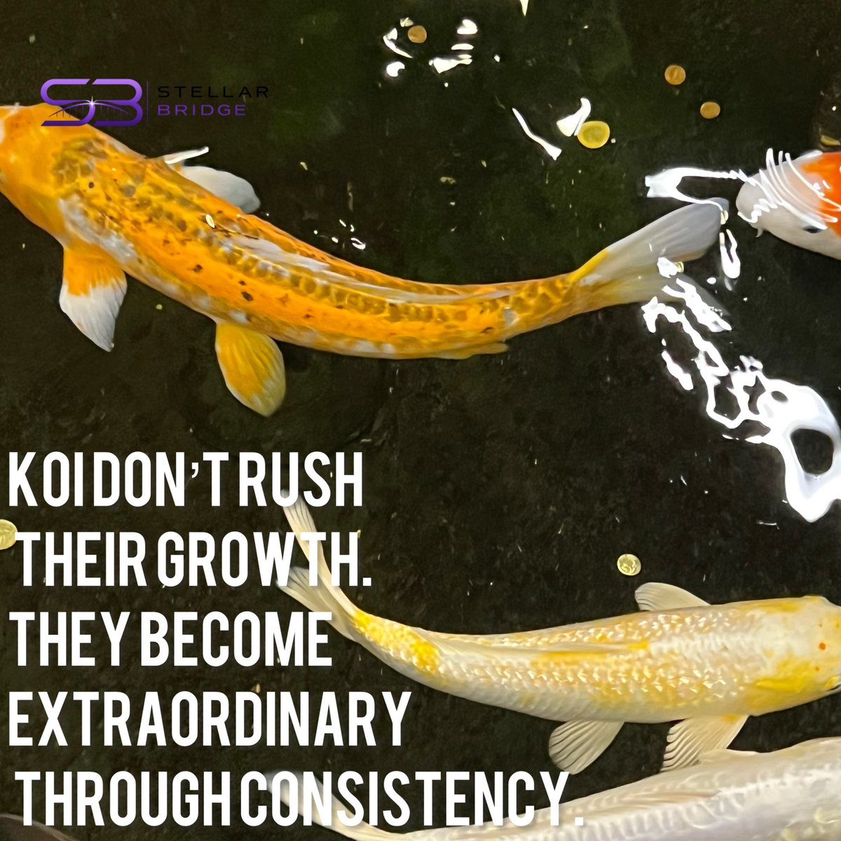 StellarbridgeSo's tweet photo. The strongest businesses don’t grow by chance. They grow by design.

A koi doesn’t become extraordinary overnight. It grows through consistency, resilience, and adapting to every change in its environment.

The same is true for organizations. https://t.co/EGrOIf5Heo