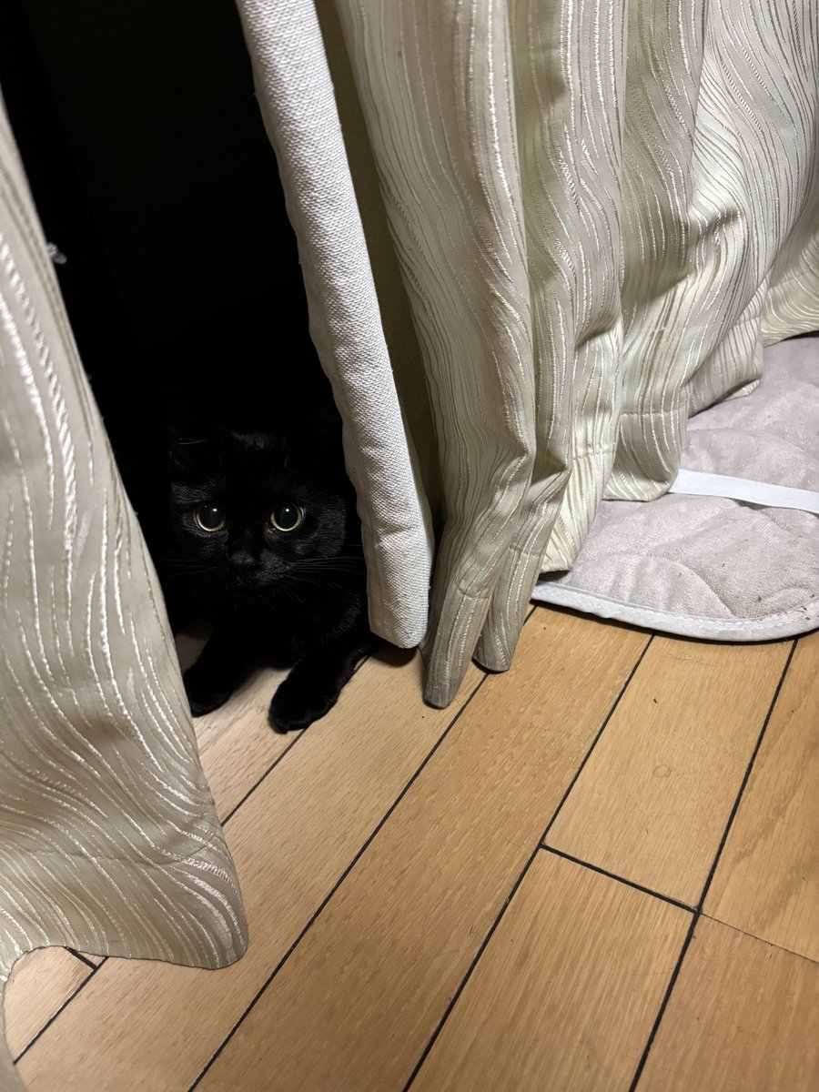 Sl9rJ's tweet photo. 暗がりがミルミルをカモフラージュさせてしまうので、夜は「ねこふんじゃった」しないように足元に気をつけています。 https://t.co/UjEzwuv3QH