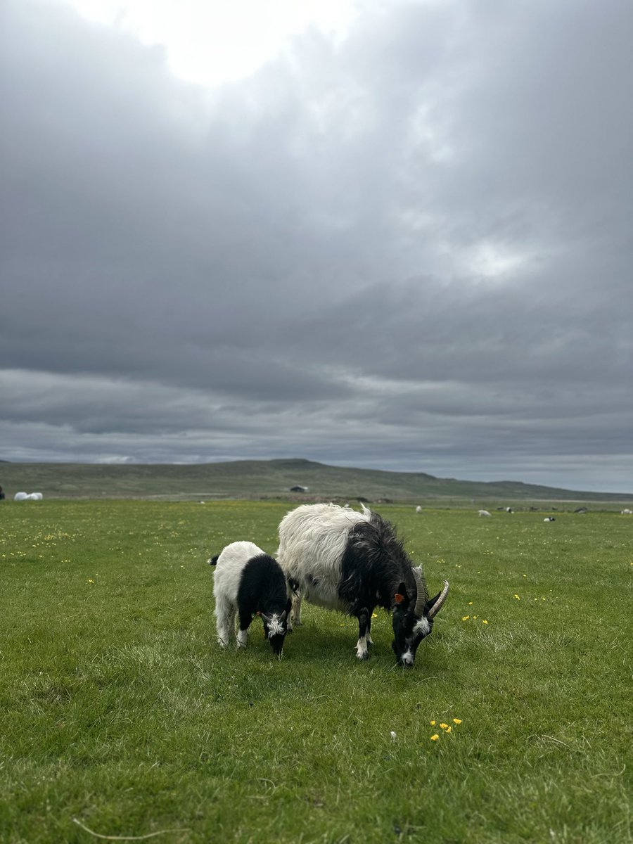 currentlybored's tweet photo. june in iceland felt like returning to the campsites of childhood: the same wind, the same silence, the same strange familiarity. nostalgia has a way of making beauty and discomfort indistinguishable. https://t.co/6XxGsDvpYN