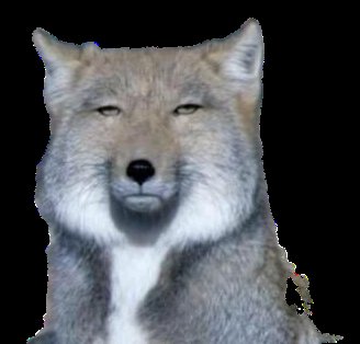 OuUfa4's tweet photo. やばいこの狐彩葉にしか見てさえなくなってきた（；つд⊂）ｺﾞｼｺﾞｼ
いろぴーやん🦊 https://t.co/w9BZqqwUsW